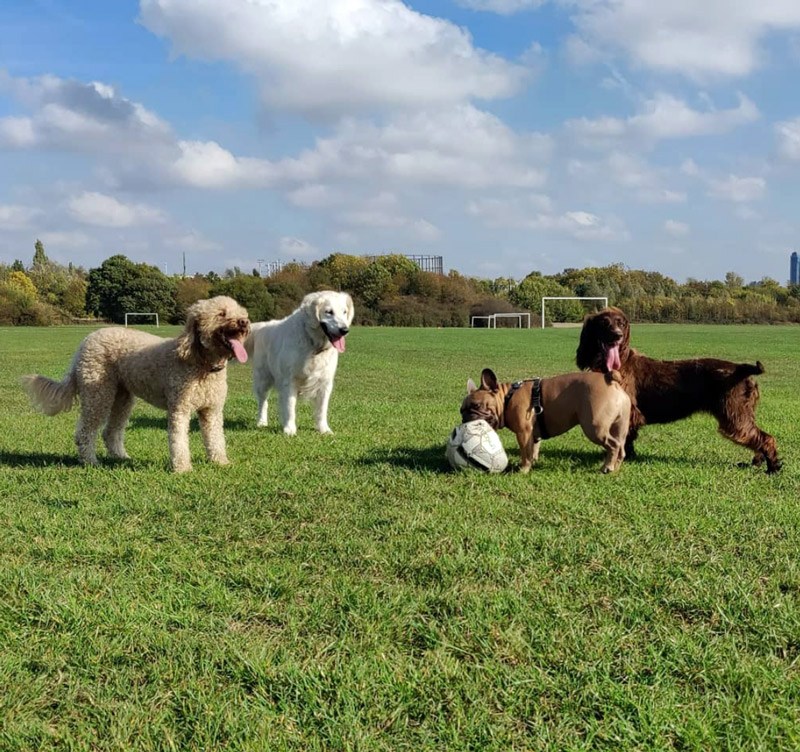 Group walks